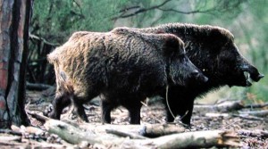 Spoleto, picnic a Monteluco con la famiglia e i cinghiali