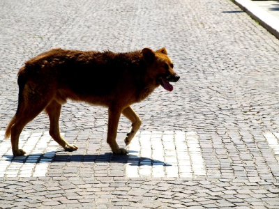 cane strada