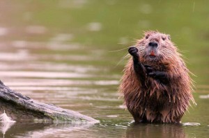 Spoleto e le nutrie alla ribalta del National Geographic