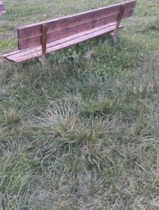 Erba alta ai giardini pubblici di San Giovanni di Baiano (Spoleto)