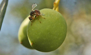 raccolto-olive-umbre-crollo