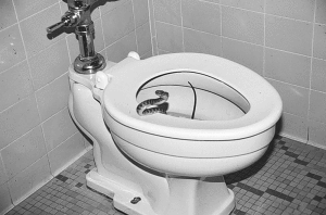 toilet-snake