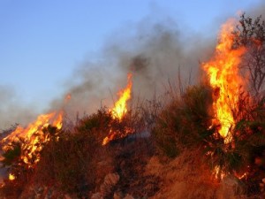 201275_13649578_14025140_000_INCENDIO-BOSCHIVO