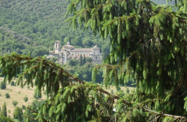 Spoleto, la foto del giorno è "Gli abeti di San Pietro" di Enzo Marchese