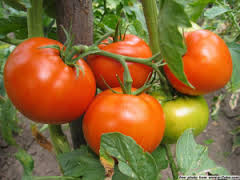 pomodori