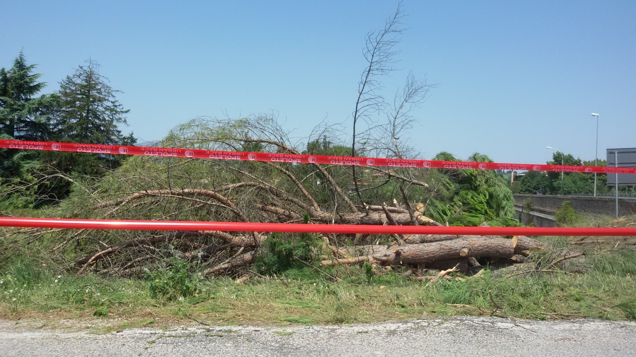 alberi tagliati pontebari