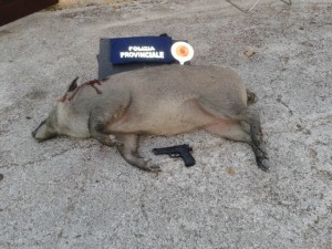 cinghiale_pistola_provinciale