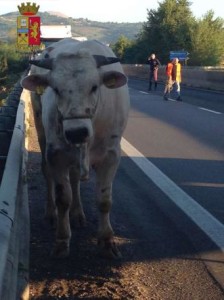 toro_strada_e45_perugia