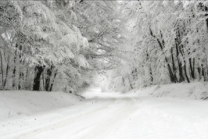 neve-strada-alberi450