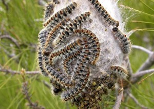 processionaria-processonaria-bruco-bruchi-pino-quercia-cani-allergia