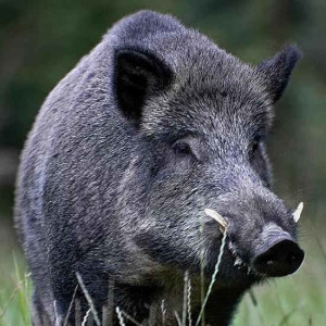 cinghiale - sus scrofa