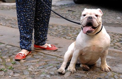 Troppi cani senza guinzaglio, la segnalazione di una lettrice