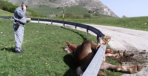 Il cavallo incastrato nel guard rail